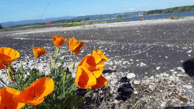 Wildflowers and beautiful scenery was easy to find during our stay at the St Helens Public Dock