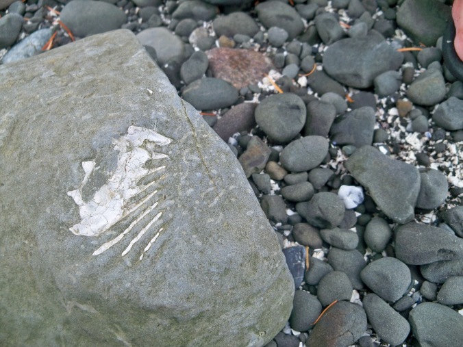 Amateur fossil hunting in Fossil Bay on Sucia Island